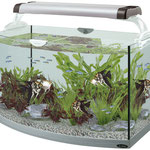 Acquario con vetro frontale curvo, filtro esterno,di 150l completo di mobile. Misure 82 x 36(46) x 52h (600)