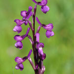 Dreiknollenknabenkraut (Orchis morio subsp. champagneuxii)
