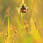 Spinnenragwurz (Ophrys sphegodes)