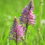 Helm-Knabenkraut (Orchis militaris)