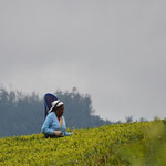 Teepflückerin in Sri Lanka, Nuwara Eliya