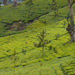 Teeplantage in Sri Lanka, Nuwara Eliya