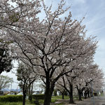 市役所の桜並木　ｗさん