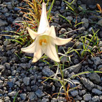 三丁目駐車場に咲く綾瀬ユリの花