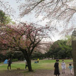 毎年きれいな桜が咲きます綾瀬城山公園　ｗさん