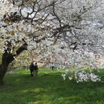 座間谷戸山公園に咲く桜並木　ｗさん