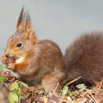 Eichhörnchen findet im Schwarzpark eine Haselnuss