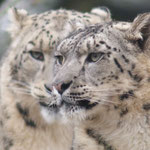 Zoo: Schneeleoparden