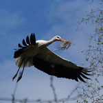 Zoo: Storch mit Nistmaterial