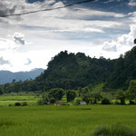 rice fields in northern Laos