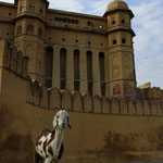 AMBER FORT [JAIPUR / INDIA]