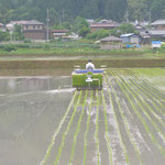 2.田植え