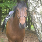 Elando