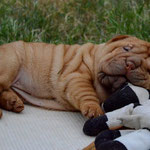 шарпей, шар-пей, щенок, щенки, shar pei, puppy, puppies