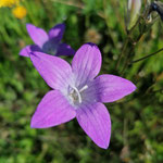 Glockenblume