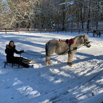 Der erste Schnee - wir üben mit den Ponys Schlitten fahren!