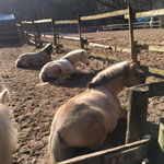 Harry-Bo und seine Damen... - chillen in der ersten Februar-Sonne...