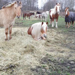 Unsere Ponys genießen ihren Winterurlaub auf der Weide...