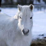 Winterpony