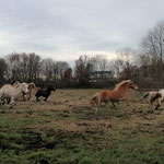 Auf der Urlaubsweide angekommen - alle Ponys im Freudengalopp!