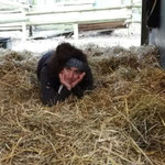 Hanna testet schon mal Follows frischgemachtes Strohbett :-)