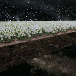 Loïc BONNEFONT, "Pépinière d'étoiles", Huile sur toile, 65x100 cm, 1 900 €, DISPONIBLE A L'EMPRUNT