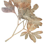 Vincent DEZEUZE, "Paéonia officinalis L", Gravure, cellulogravure sur papier Arches 250gr, 75x105 cm, 850 €, oeuvre EMPRUNTÉE actuellement