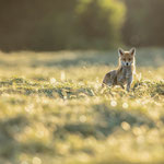 Renard 