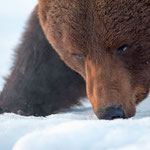 Ours brun