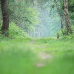 Renard 