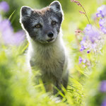 Renard Polaire 