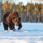 Ours brun
