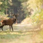 Cerf l'élaphe 