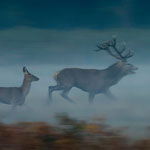 Cerf l'élaphe 