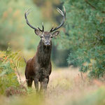 Cerf l'élaphe 