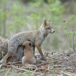 Renard /renardeaux 
