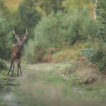 Cerf l'élaphe 