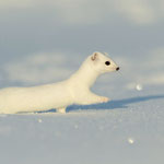Hermine 