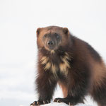 Glouton 
