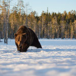 Ours Brun 