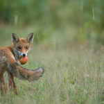 Renard 