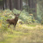 Cerf l'élaphe 