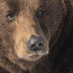 Ours Brun
