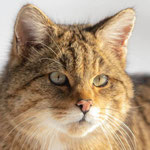 Chat Sauvage 