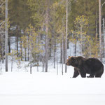 Ours Brun 