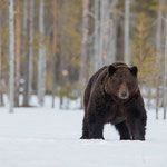 Ours Brun 