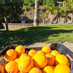 veel fruit in onze tuin