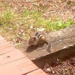 un chipmunk