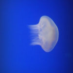 The Lonely Jellyfish