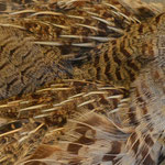Common partridge
